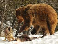 Απίστευτη μάχη για την επιβίωση μεταξύ λυκων και αρκούδας...