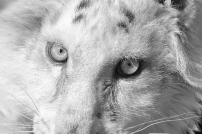 Αττικό Ζωολογικό Πάρκο: Συγκίνηση για την ευθανασία στο λευκό τιγράκι, «έσπαγαν τα πλευρά της ακόμη και με μικρές κινήσεις»