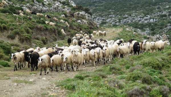 6,5 εκατ. ευρώ αποζημιώσεις στους κτηνοτρόφους για τον καταρροϊκό πυρετό