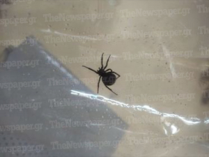 Αράχνη «μαύρη χήρα» τσίμπησε 4χρονο στο Βόλο, διακομίστηκε στην Αθήνα το παιδί