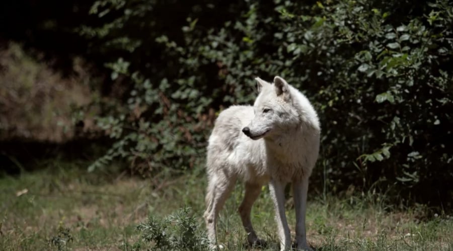 Άμεσες ενέργειες και μέτρα από το ΥΠΕΝ για τους λύκους