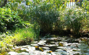 Ανοίγει για το κοινό ο ιστορικός Βοτανικός Κήπος του ΕΚΠΑ - Φιλοξενεί πάνω από 200 είδη φυτών (pics)