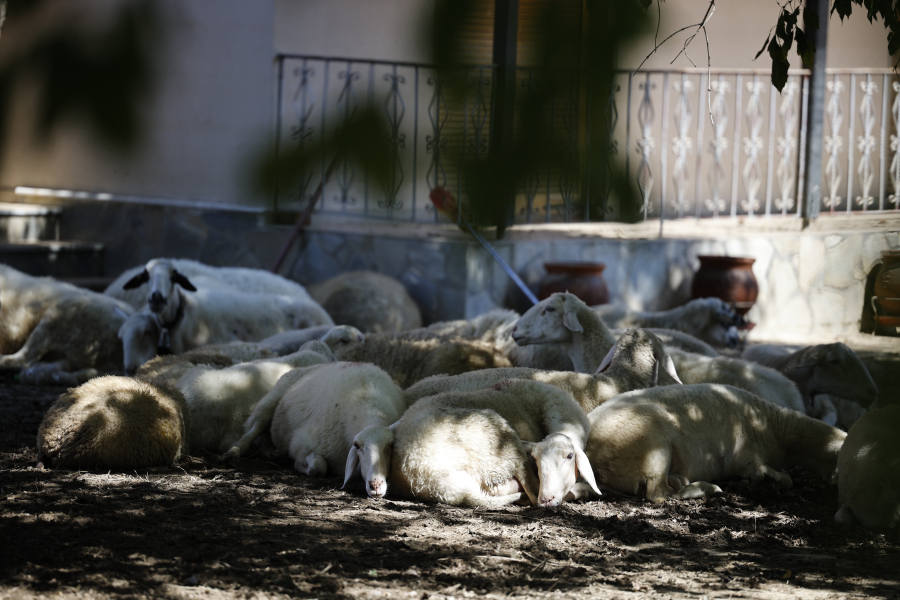 Μεγάλη επιχείρηση για να μαζέψουν 3.600 νεκρά ζώα στη Θεσσαλία, «υγειονομική βόμβα» και φόβοι για ασθένειες
