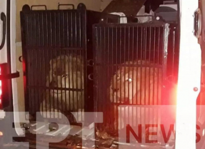 Μύκονος: Έφεραν λιοντάρια και τίγρη για διακόσμηση - Θύελλα αντιδράσεων