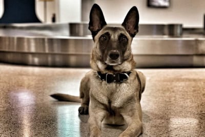 Οι σκύλοι της ΑΑΔΕ «μυρίστηκαν» τα παράνομα χρήματα (εικόνες)
