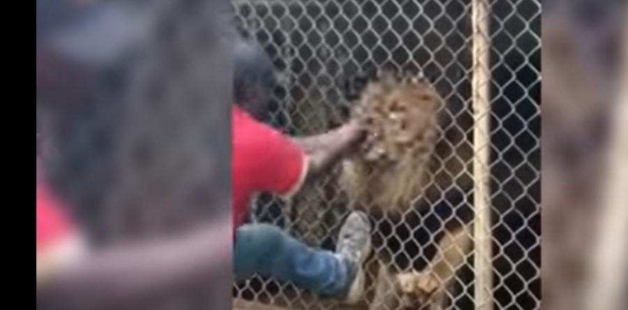 Προσοχή σκληρές εικόνες: Λιοντάρι αρπάζει το δάχτυλο υπαλλήλου ζωολογικού πάρκου και του το κόβει