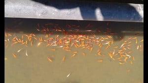 Κρήτη: Λύθηκε το «μυστήριο» με τα νεκρά ψάρια - Πού οφείλεται ο θάνατός τους