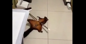 Σκίουρος σκηνοθέτησε τον... θάνατό του και έγινε viral: Το ξεκαρδιστικό βίντεο που αξίζει Όσκαρ