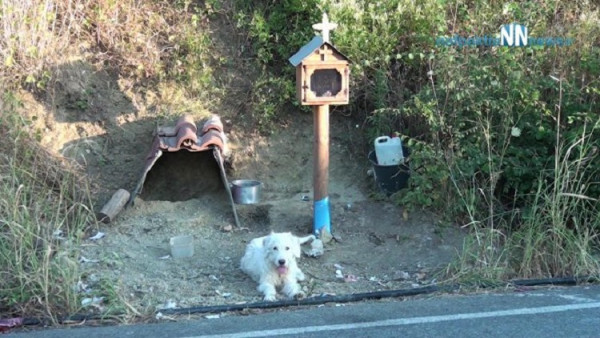 Ο «Χάτσικο» της Ναυπάκτου συγκινεί - Ο σκύλος που ζει δίπλα στο εικονοστάσι του αφεντικού του (vid)