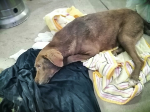 Δηλητηρίασαν την τυφλή σκυλίτσα που έκανε 10 χλμ για να γυρίσει στον άνθρωπο που την έσωσε