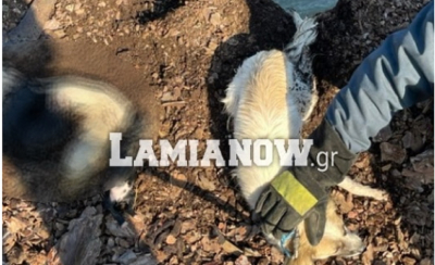 Ακόμα μια κτηνωδία από «άνθρωπο», πέταξε σκυλίτσα με 6 κουτάβια στο ποτάμι (βίντεο)