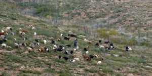 10 μέρες προθεσμία για τους δικαιούχους της βιολογικής κτηνοτροφίας 2013