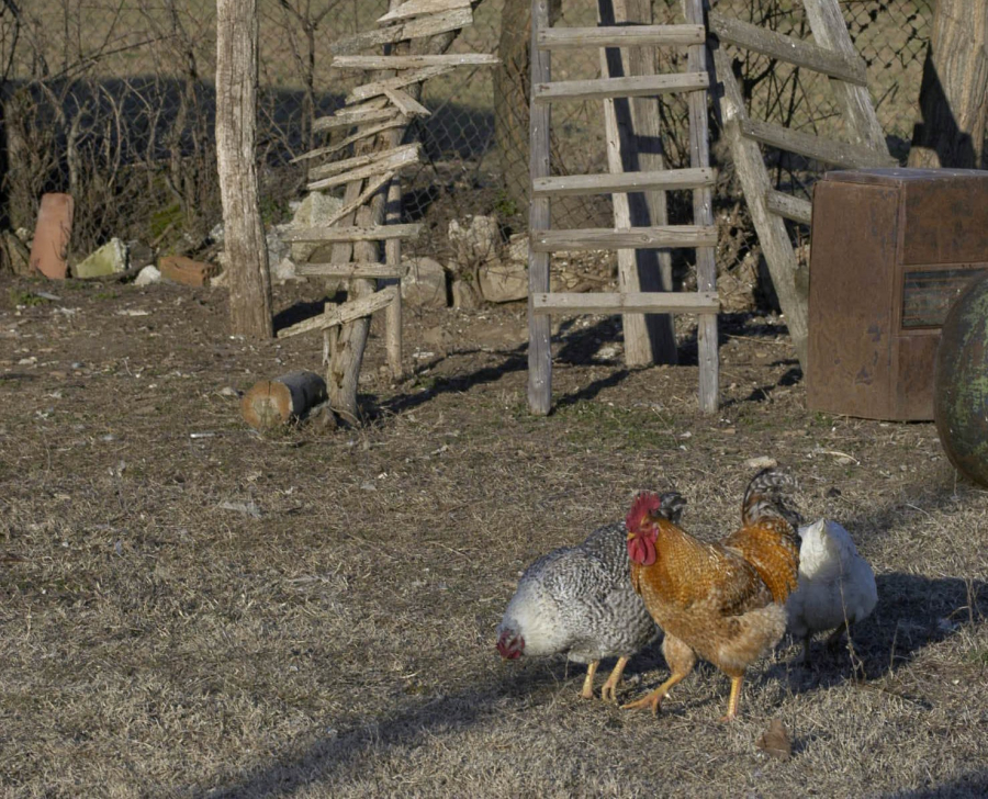Γεγονός το πρώτο πλαφόν σε κότες και πρόβατα στα χωριά, μπαίνουν κανόνες