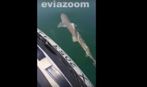 Μετωπική με καρχαρία στην Εύβοια- Τρόμαξαν οι επιβάτες (video)