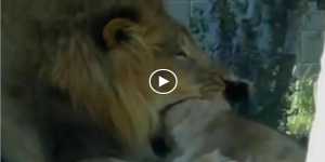 Αρσενικό λιοντάρι κατασπάραζει θηλυκό video