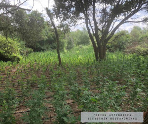 Εξαρθρώθηκε εγκληματική οργάνωση που καλλιεργούσε 3.445 δενδρύλλια κάνναβης (pics &amp; vid)