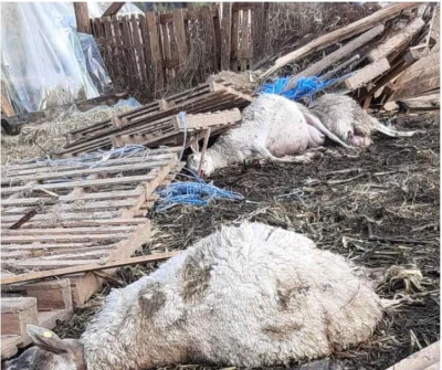 Μεσολόγγι: Ανεμοστρόβιλος κατέστρεψε κτηνοτροφική μονάδα στο Νεοχώρι