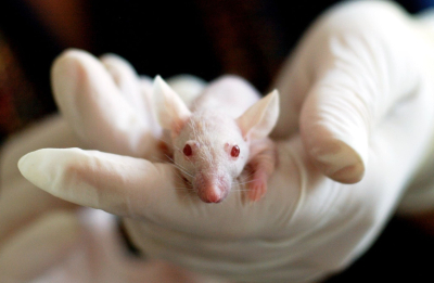 Η γλουτένη προκαλεί εγκεφαλική φλεγμονή στα ποντίκια