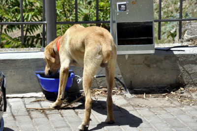 Σύλληψη και πρόστιμο σε 60χρονη στη Θεσσαλονίκη, είχε 16 σκυλιά σε ακάθαρτο διαμέρισμα