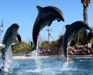 Αντιδράσεις για την παράσταση δελφινιών στο Αττικό Πάρκο: «Παράνομη κάθε είδους συμμετοχή»
