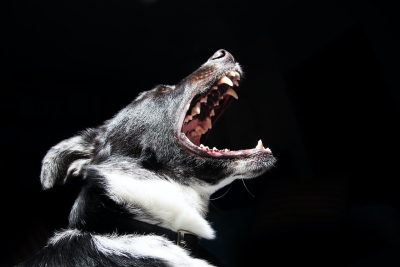 Τραγικά παιχνίδια της μοίρας με την 50χρονη που κατασπάραξαν σκυλιά