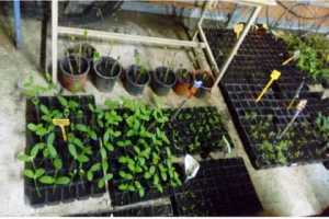 Ενημερωτική δράση στο εσπερινό ΕΠΑΛ Χανίων για τον Δημοτικό Λαχανόκηπο Χανίων