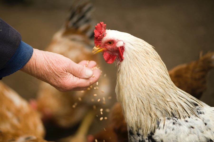 Γρίπη των πτηνών και απειλή για τη δημόσια υγεία, ο καθηγητής Σπύρος Κρήτας απαντά για την κυκλοφορία της γρίπης