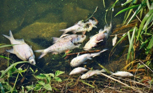 Γέμισε νεκρά ψάρια ο ποταμός Οντέρ, φόβοι για περιβαλλοντική καταστροφή