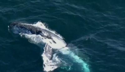 Φάλαινα παίζει με κοπάδι από δελφίνια στην ακτή του Σίδνεϊ -Απίθανο βίντεο