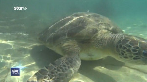 Κατάκολο: Άγρια δολοφονία χελώνας Καρέττα - Καρέττα (βίντεο)