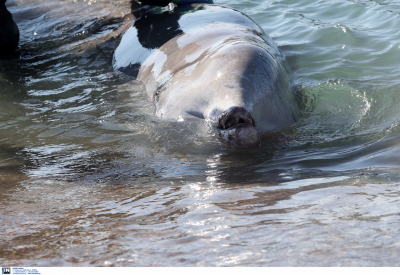 Φάλαινα στον Άλιμο: Ανταποκρίνεται στην ιατρική αγωγή και μεταφέρθηκε σε βαθύτερη περιοχή