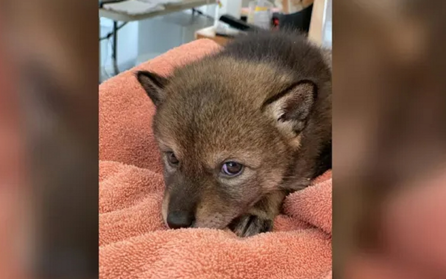 The Cape Wildlife Center says it will raise the coyote with a foster sibling