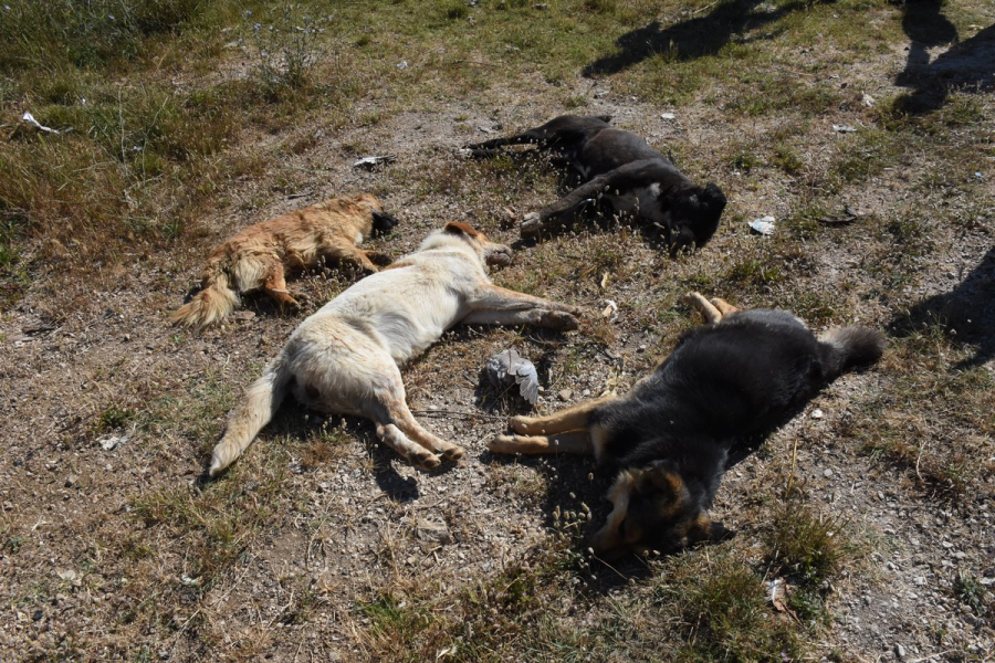 Κτηνωδία στην Αργολίδα: Δεκάδες σκυλιά νεκρά από φόλες (βίντεο, εικόνες)