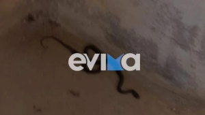 Σκύρος: Άνδρας πήγε για δουλειά και βρήκε… φίδι στο γραφείο του