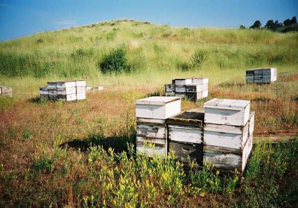 Τεράστιες απώλειες για τους μελισσοκόμους του Έβρου