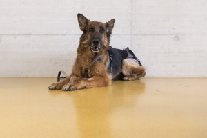 Ροδίτης κατηγορείται για κακοποίηση σκυλιών
