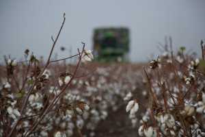 ΝΔ: Χωρίς όρια ο εμπαιγμός των βαμβακοπαραγωγών
