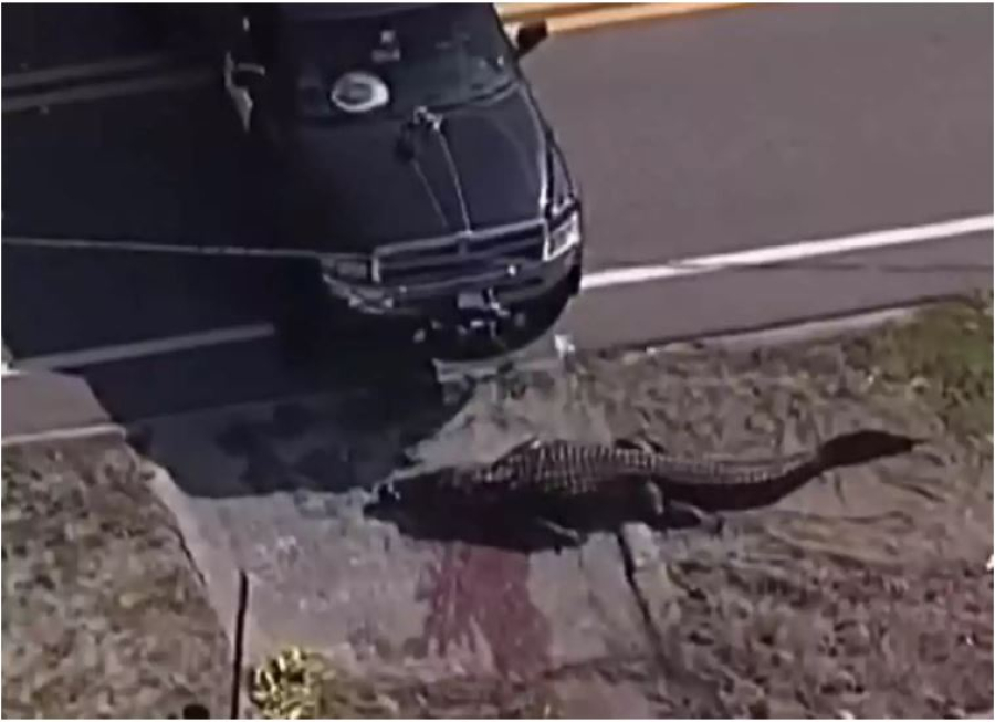 Φλόριντα: Σκότωσαν αλιγάτορα που έσερνε προς το νερό το πτώμα μιας γυναίκας