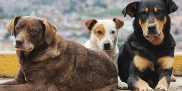Δήμος Πατρέων: Πρόγραμμα περισυλλογής αδέσποτων ζώων