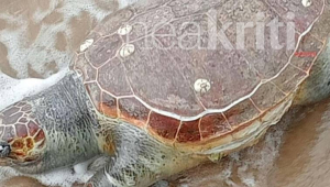 Εικόνα θλίψης στην Κρήτη: Τεράστια χελώνα ξεβράστηκε νεκρή