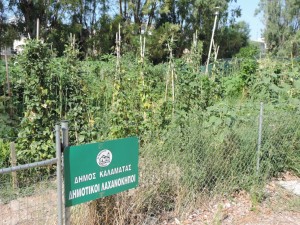 Καλαμάτα: Νέα διάθεση τεμαχίων στους Δημοτικούς Λαχανόκηπους