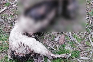 Κτηνωδία στην Καβάλα: Ακρωτηρίασαν και έκαψαν σκυλί, το μαρτυρικό του τέλος