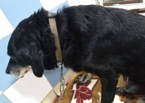 Ακόμη ένα τραγικό περιστατικό με βασανισμό ζώου: Έδεσε σκύλο σε αυτοκίνητο και τον έσερνε (εικόνες)
