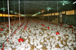 «Συναγερμός» για την έλλειψη ζωοτροφών, κίνδυνος θανάτωσης ζώων, η παρέμβαση που μελετά η κυβέρνηση