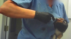 Φρίκη στις ΗΠΑ με 4.000 σκυλιά που εκτρέφονται για να γίνουν πειραματόζωα και ουρλιάζουν από τον πόνο -Σκληρές εικόνες (βίντεο)