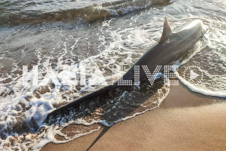 Καρχαρίας προκαλεί δέος στη Ζαχάρω: Για «αλεπού» κάνουν λόγο οι γνώστες