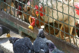 Η γρίπη των πτηνών εξαπλώνεται στο νότιο τμήμα του Βιετνάμ