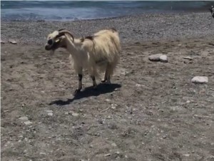 Κρήτη: Οι κατσίκες κατέβηκαν για μπάνιο στην παραλία (video)