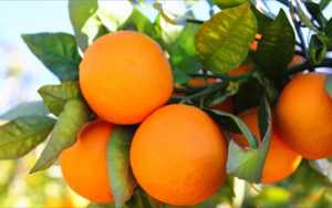 Δήμος Αγίας Παρασκευής: Διανομή 23 τόνων πορτοκαλιών