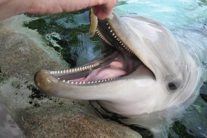 Εντοπίστηκε νεκρό δελφίνι στo Ληξούρι